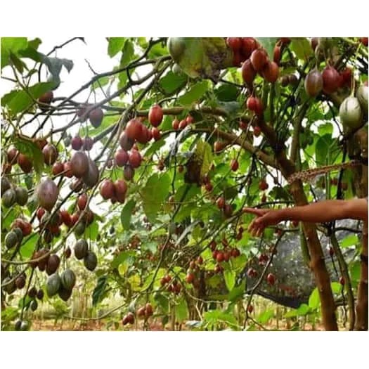 CÂY GIỐNG CÀ CHUA THÂN GỖ DSF