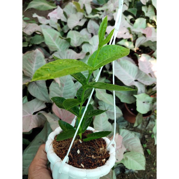 Chậu cây cẩm cù Hoya Densifolia