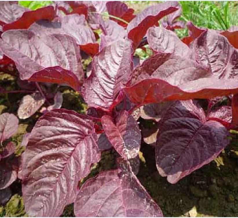 Hạt giống rau dền đỏ /gói 20 gram-nãy mầm 90%