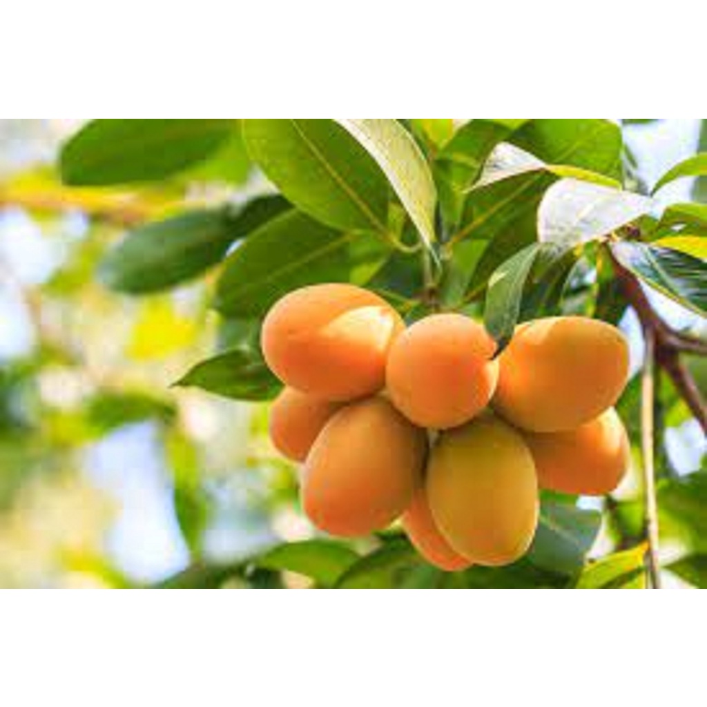 CÂY GIỐNG XOÀI THANH CA.[ CÂY GHÉP CHO QUẢ SỚM]
