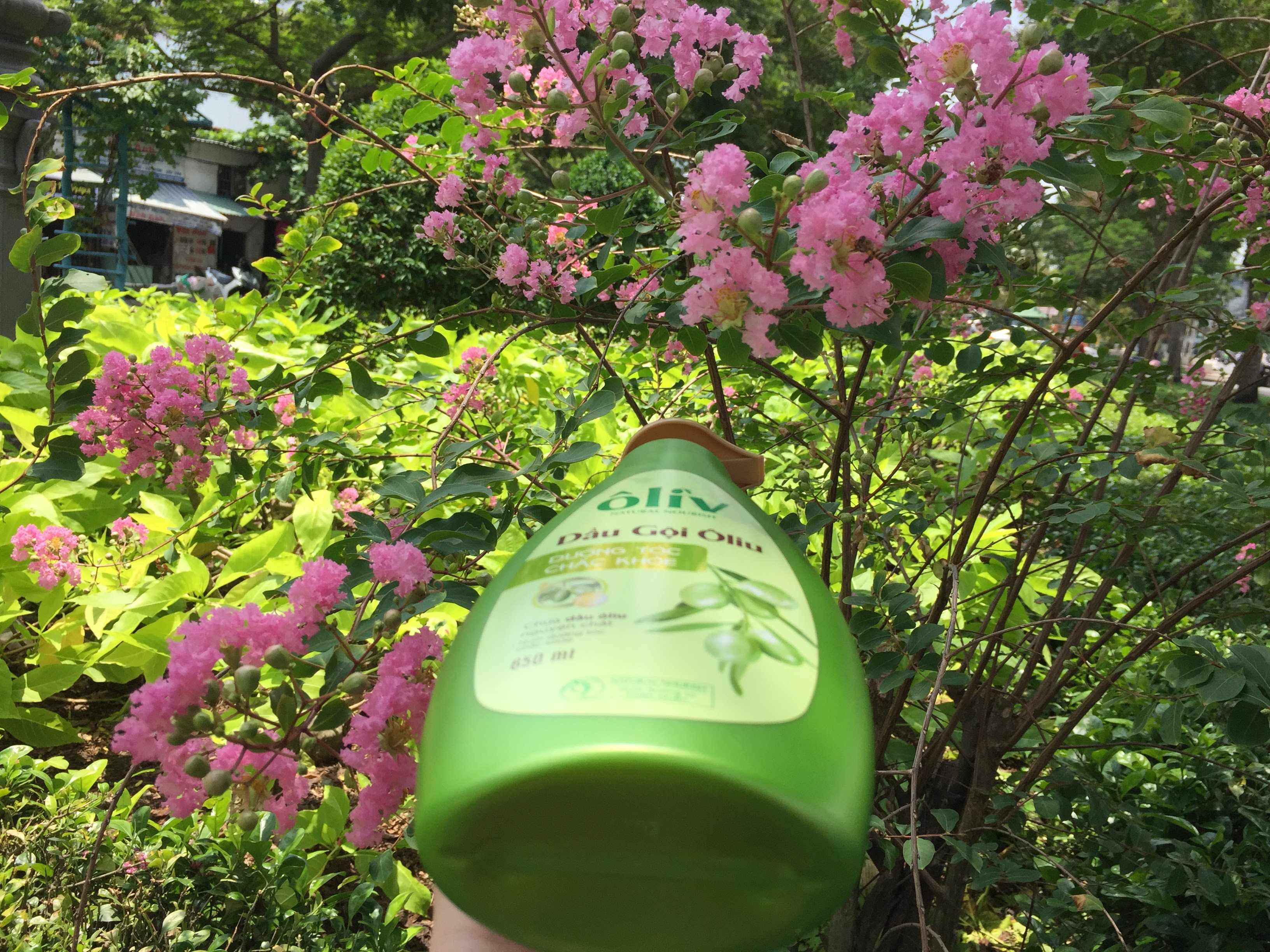 Combo dầu gội + sữa tắm tinh chất OLIVE 650 ml