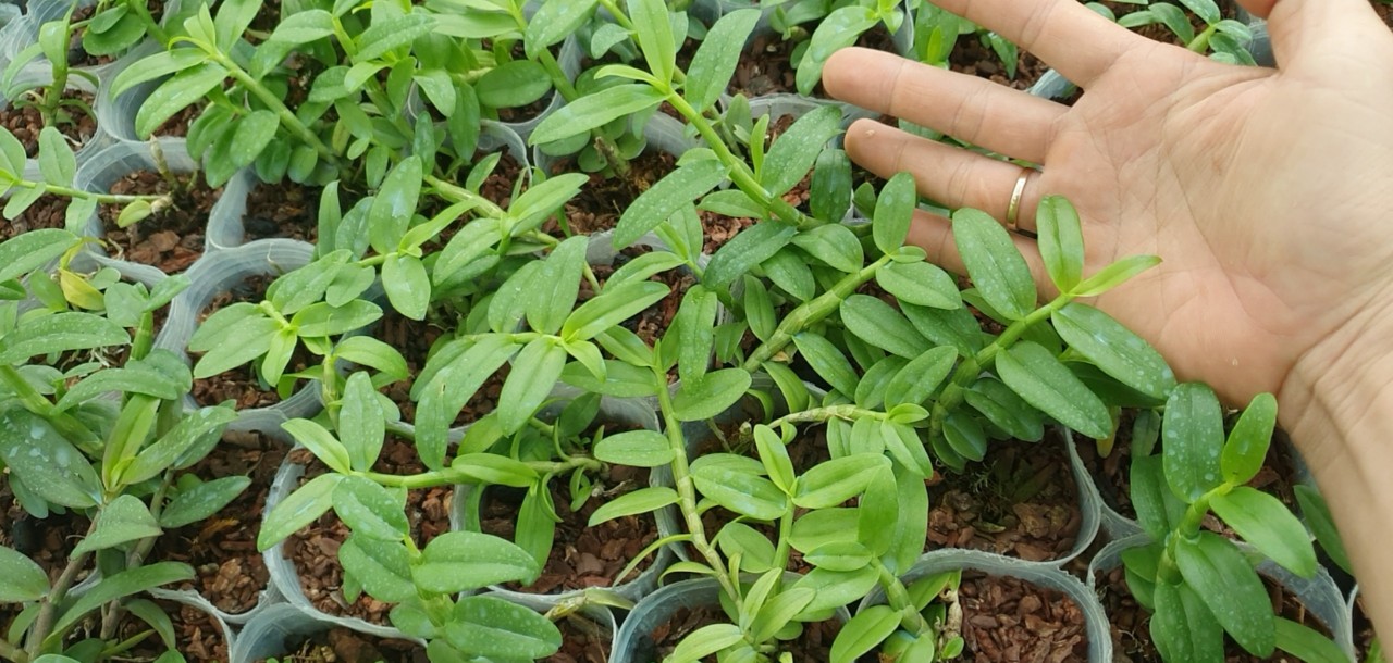 [Giá hủy diệt]hoa lan phi điệp 5ct bạch tuyết