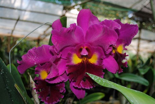 cattleya 5 màu size trung 2 năm tuổi