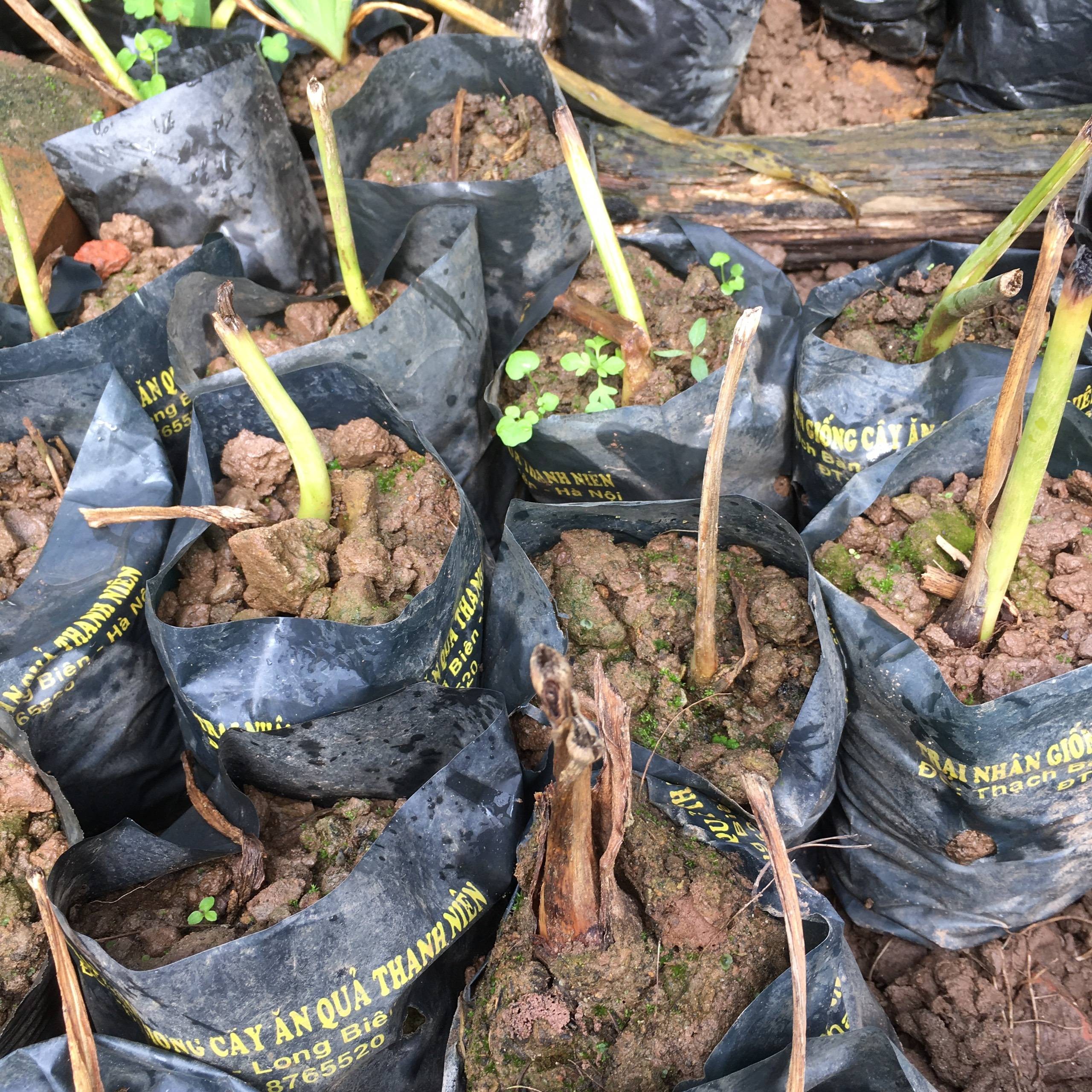 Thiên niên kiện - Combo 2 cây trong bầu