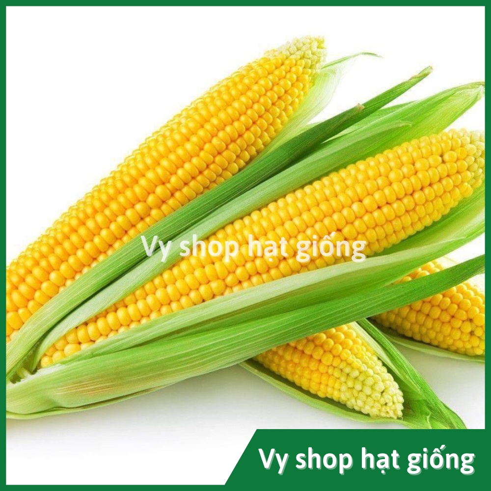 Hạt giống bắp Mỹ  (ngô ngọt) Thái Lan gói 110 hạt
