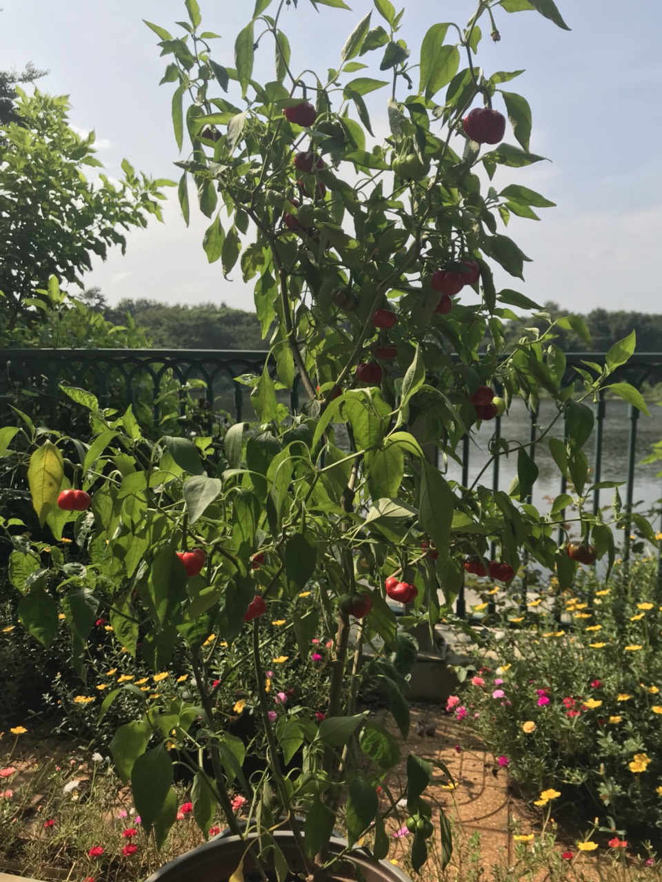 Hạt giống ớt bí ngô