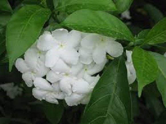 BẦU CÂY GIỐNG MAI VẠN PHÚC( CÂY MAI TIỂU THƯ)