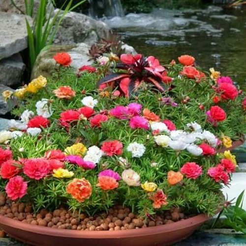 Hạt giống hoa Mười Giờ mix gói 100 hạt