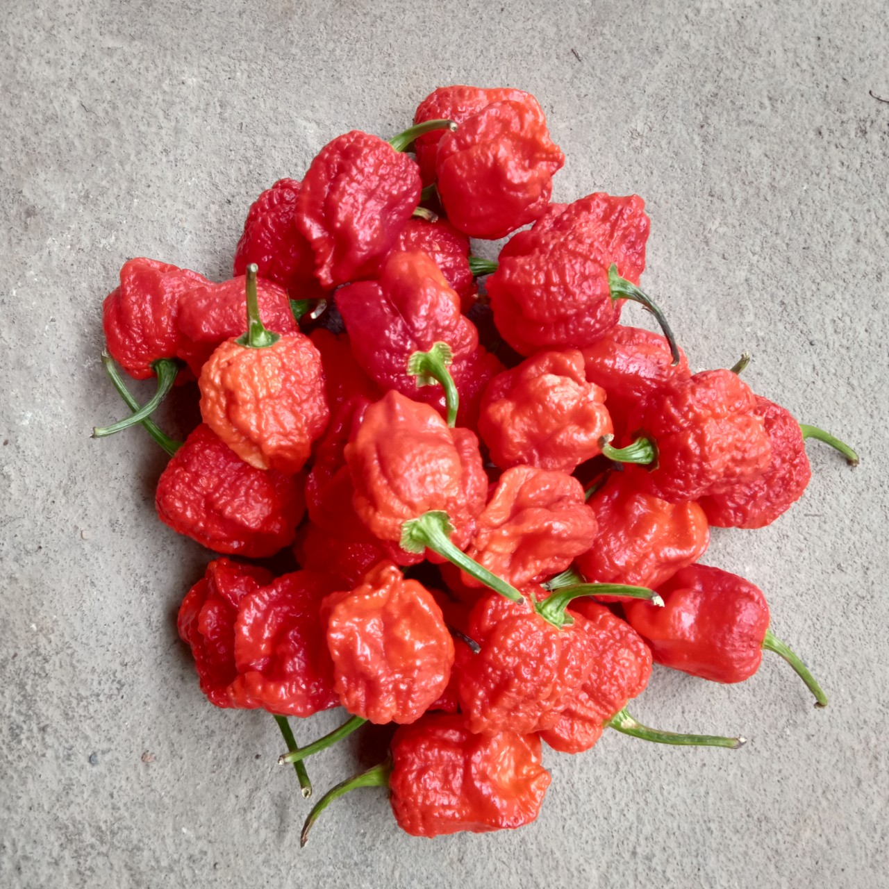 Cây (2 tháng) Ớt Carolina Reaper Red