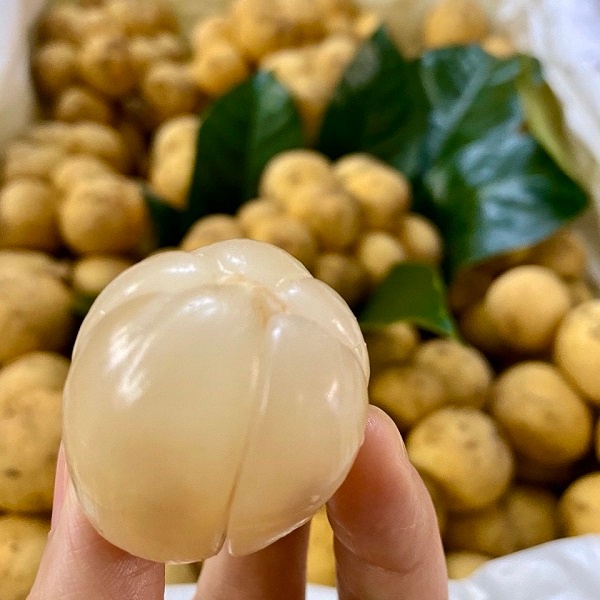 CÂY GIỐNG BÒN BON THÁI - DÂU DA ĐẤT ( ĐỎ VÀ VÀNG ) SAI TRĨU QUẢ