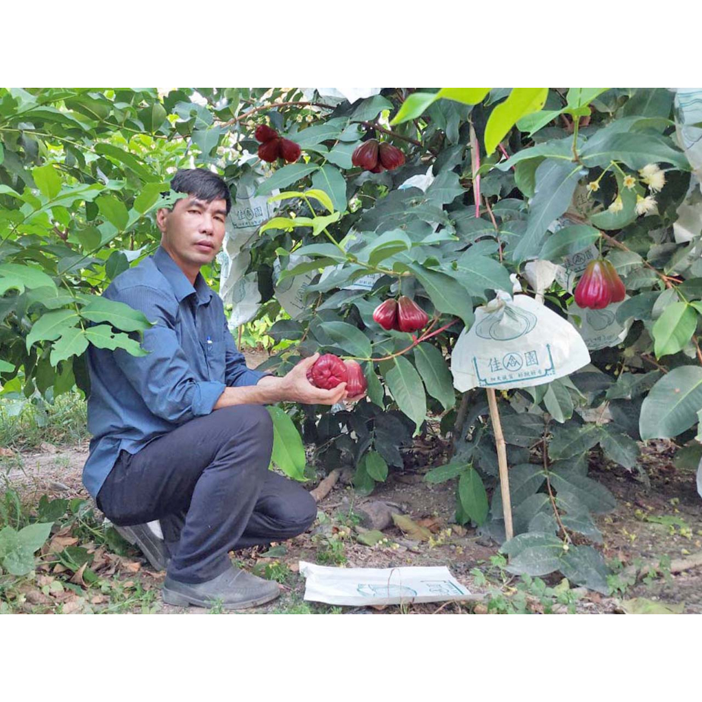 Cây giống mận MST siêu sớm