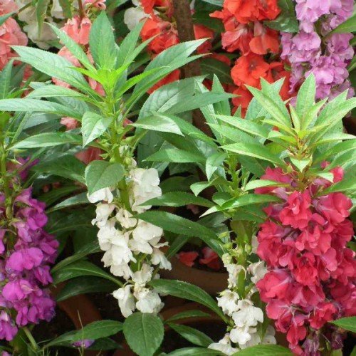 50H_Hạt giống Hoa Móng Tay nhiều màu (siêu dễ trồng)