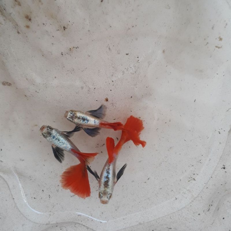 Guppy Dumbo Redtail 3 đôi