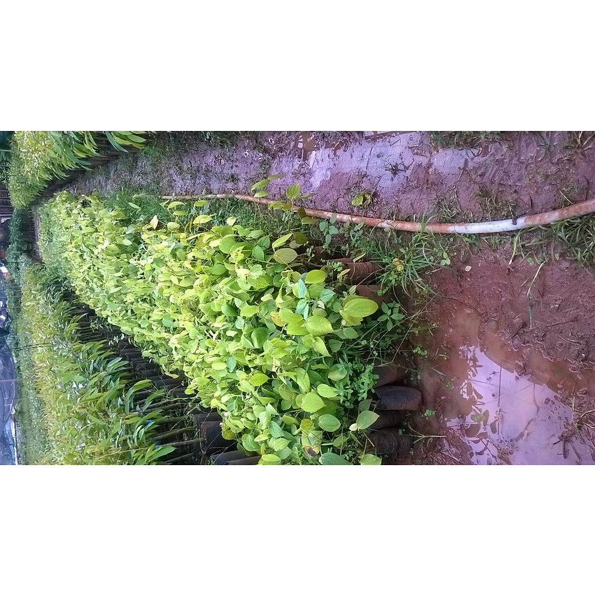 C0mbo 10 cây tiêu giống chuẩn ( BẦU TO, DÂY DÀI NHƯ HÌNH ).