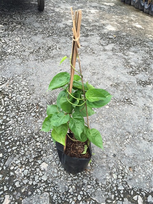 cây hoa thiên lý- cây giống gửi đi nguyên bầu + Tặng 2 Cây Quế Giống