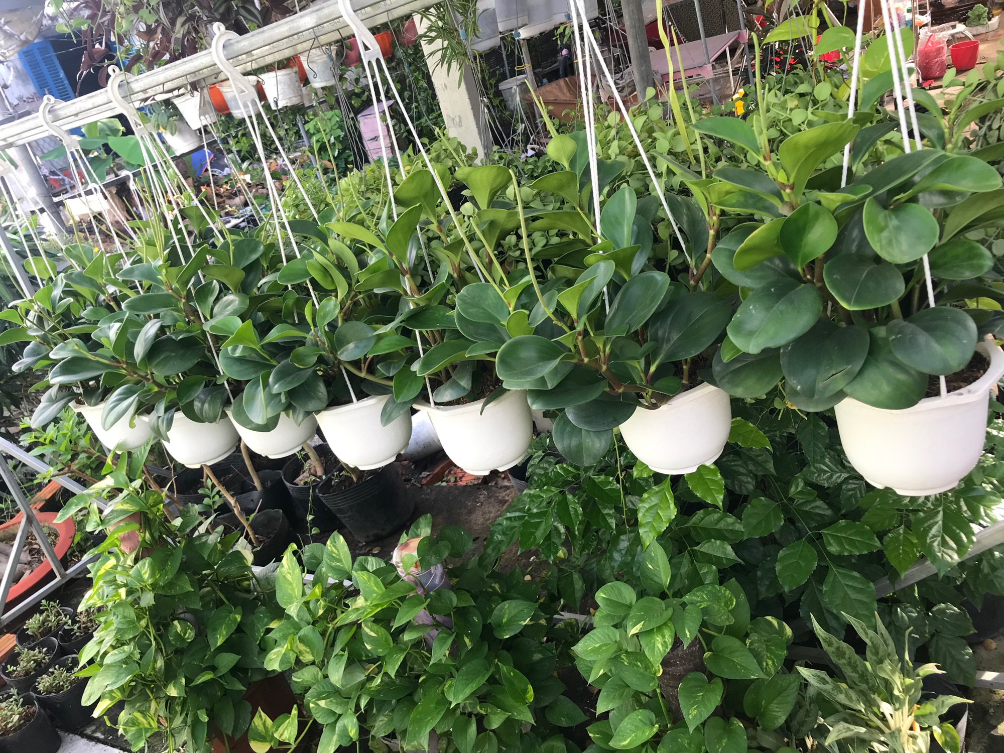 Cây trường sinh+ tặng phân bón cho cây