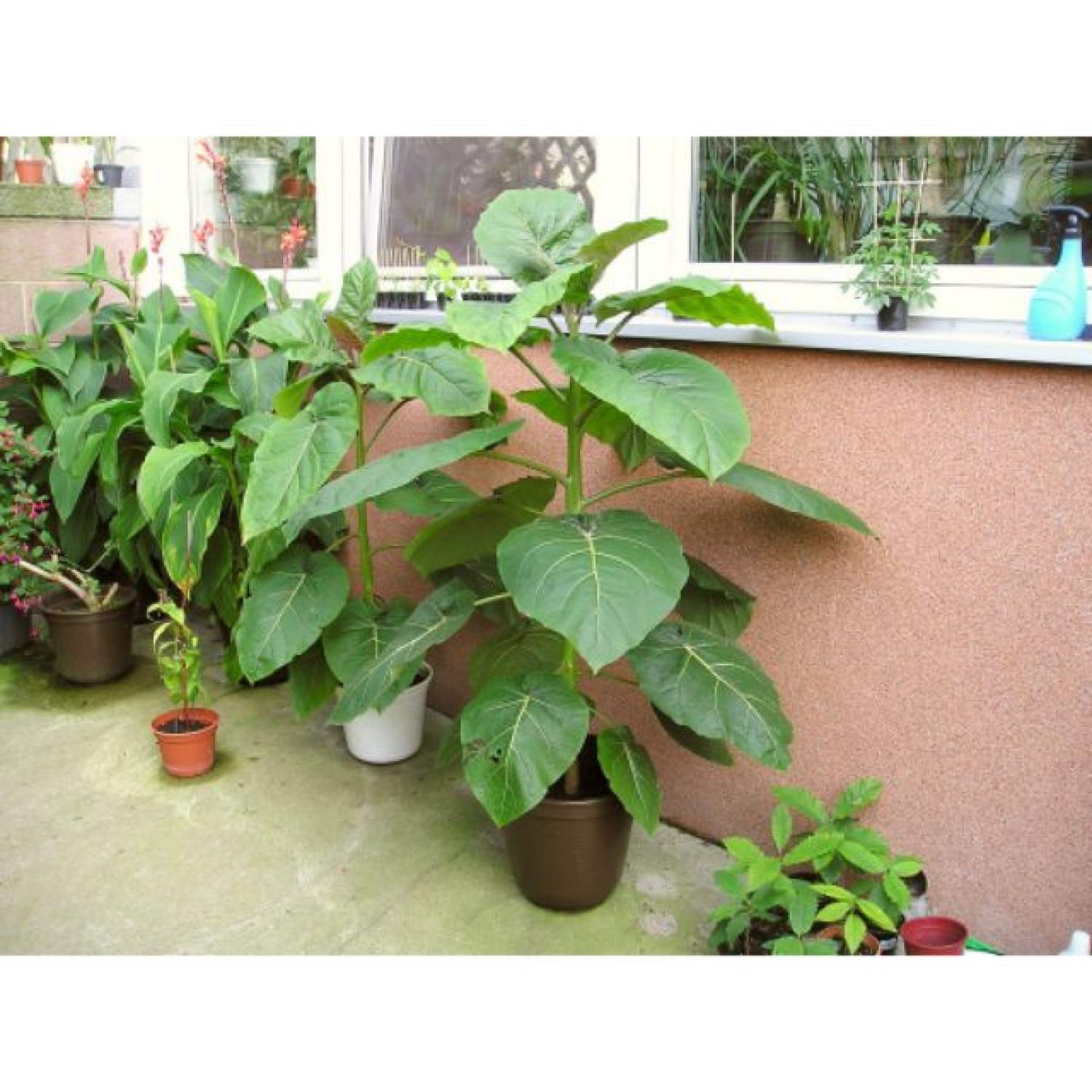 MA222 GÓI Hạt Giống Cà Chua Thân Gỗ - 10 Hạt
