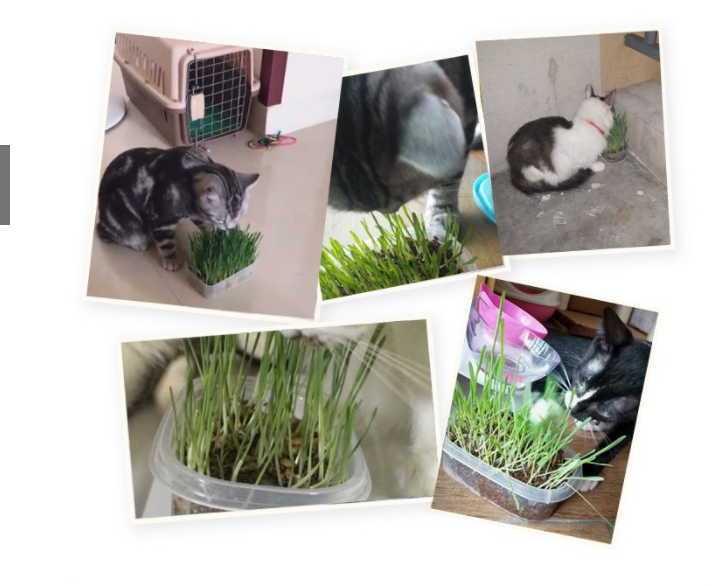 Bộ Trồng Cỏ Cho Mèo