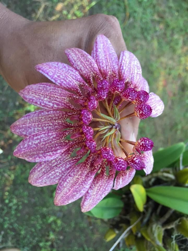 Hoa Lan lọng xoè(1 bó)
