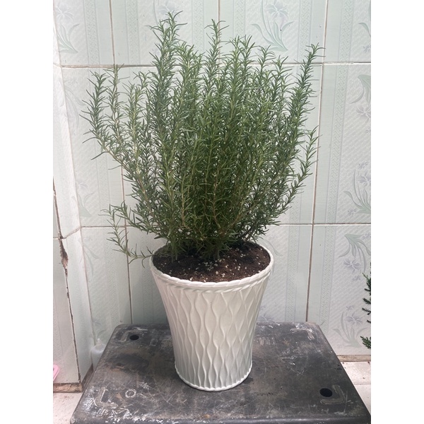 Cây rosemary - hương thảo bụi lớn 25-30cm