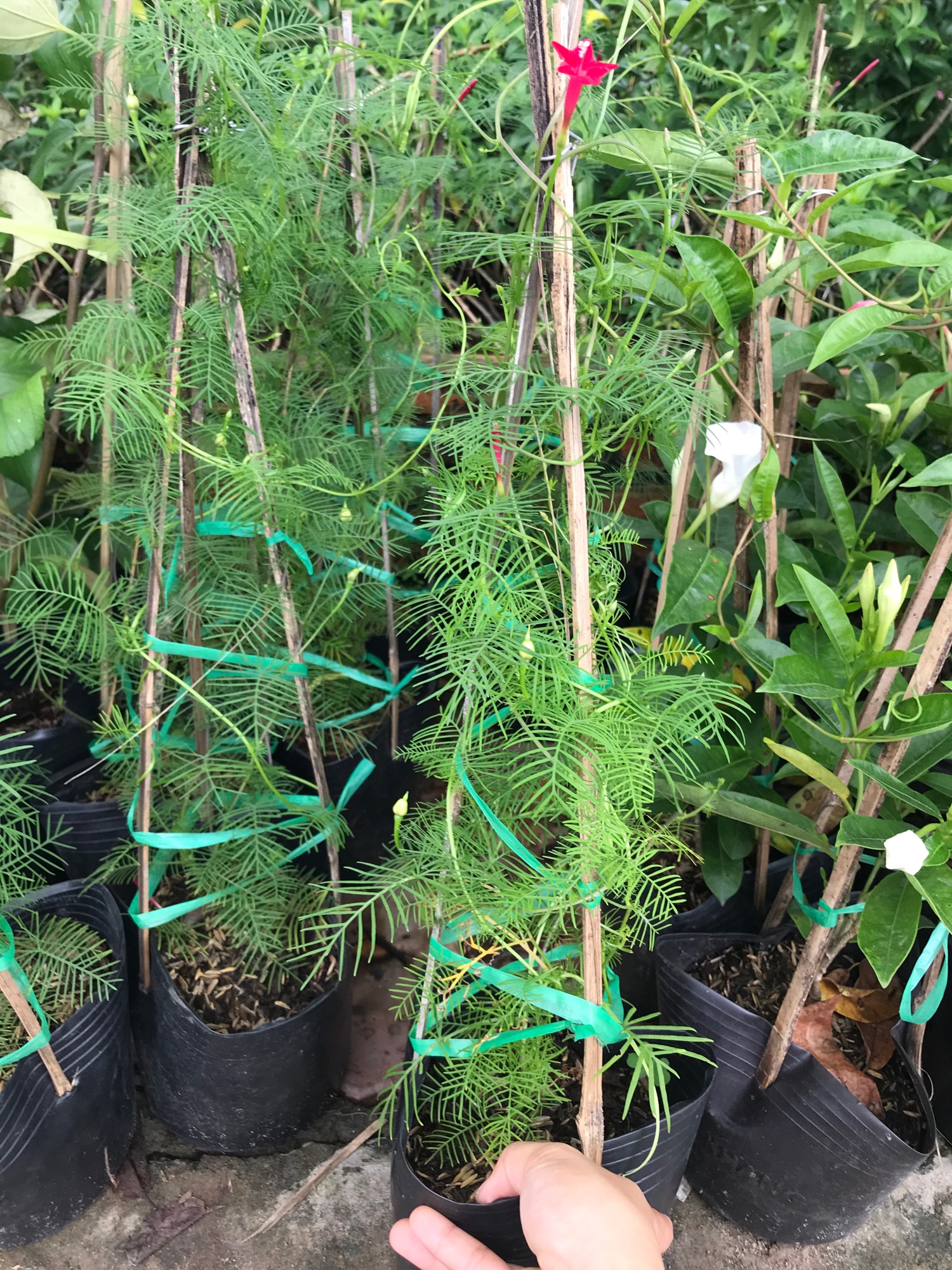 Hoa tóc tiên + tặng phân bón cho cây khỏe