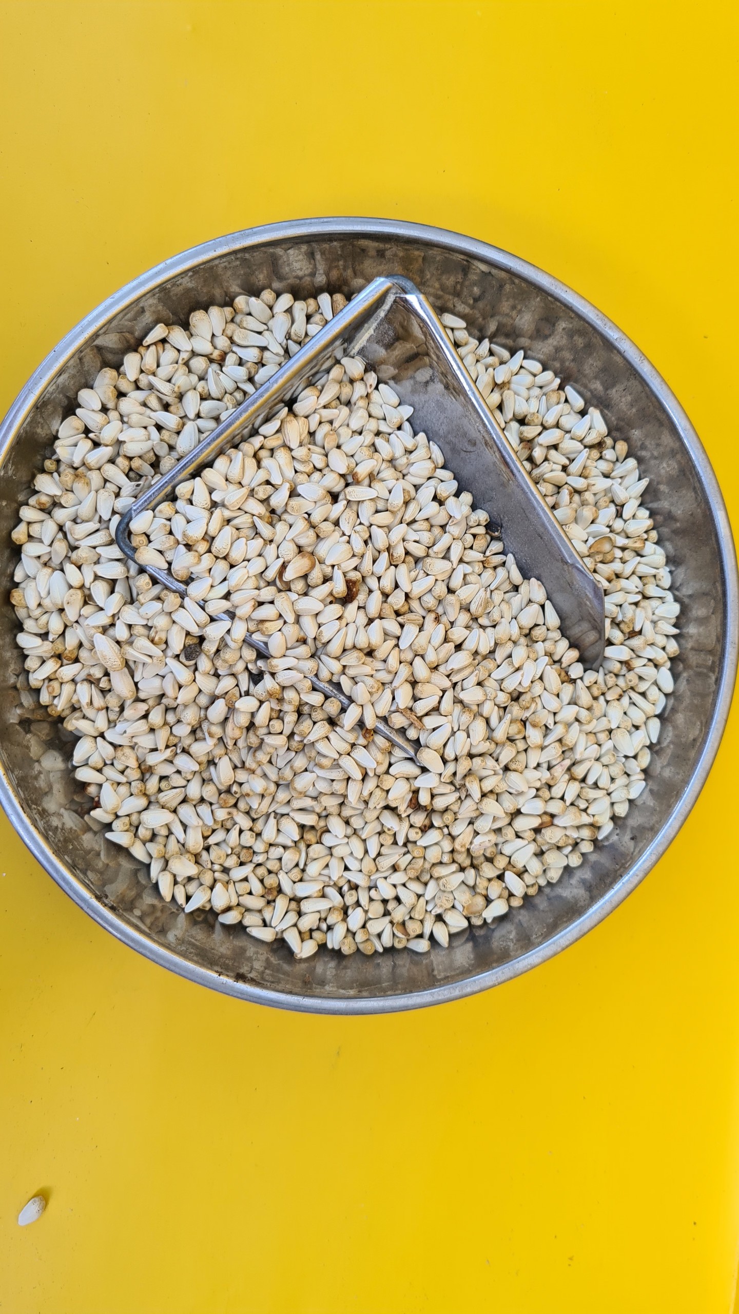 500G HẠT KHAM (BỈ) CHO MỌI DÒNG CHIM CẢNH , VẸT