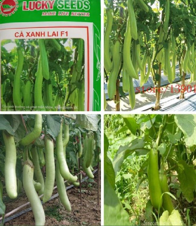 Hạt giống cà xanh lai quả dài - 0,5gr/gói