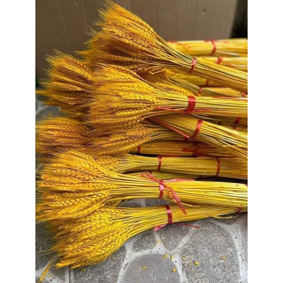 100 BÔNG LÚA MẠCH VÀNG