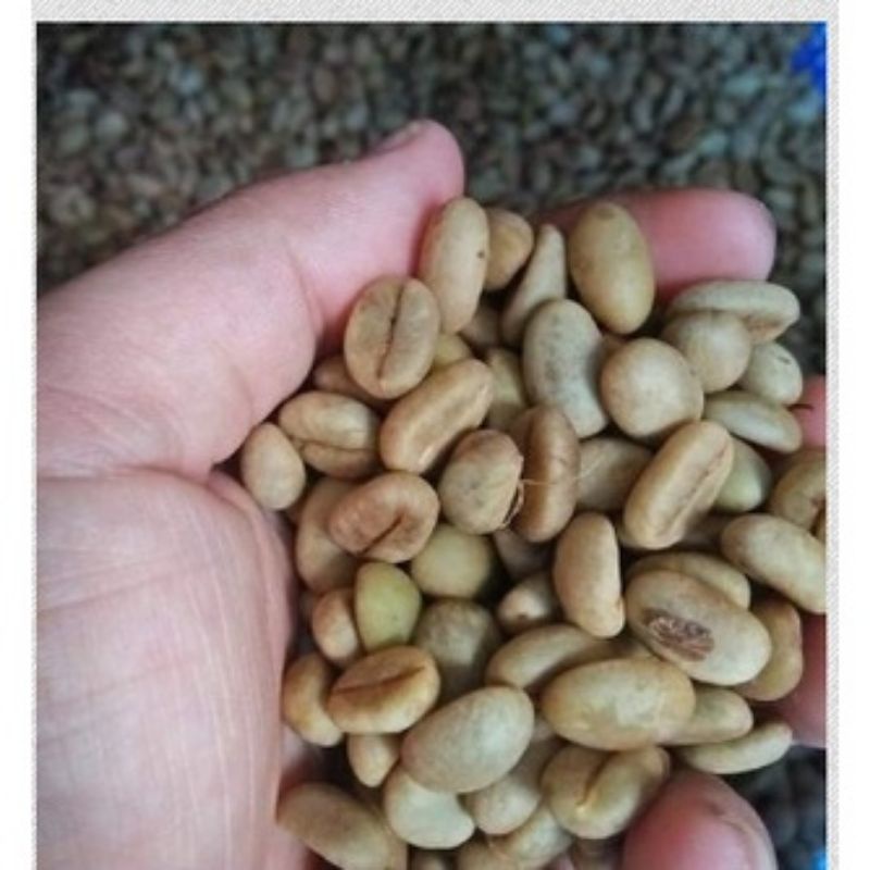 1KG HẠT GIỐNG CÀ PHÊ XANH LÙN (CÓ BẢO HÀNH)