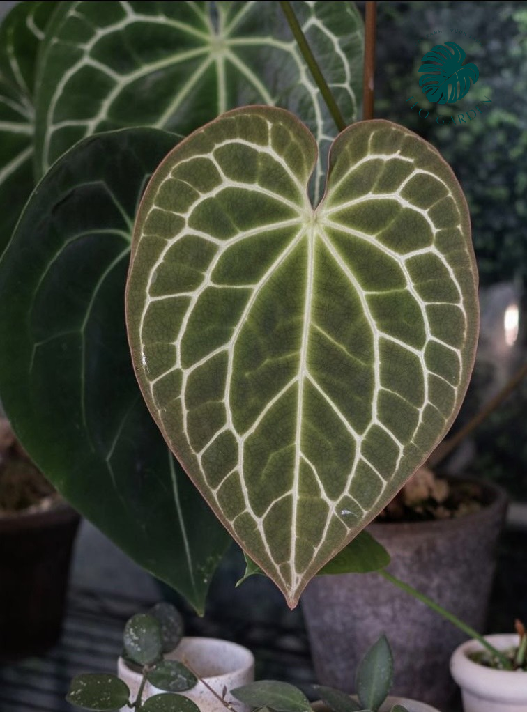 Cây Hồng Môn Anthurium Crystallium