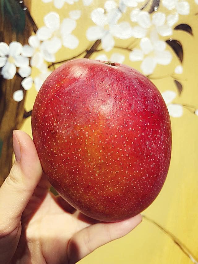 Giống Cây Xoài Đỏ Mặt Trời