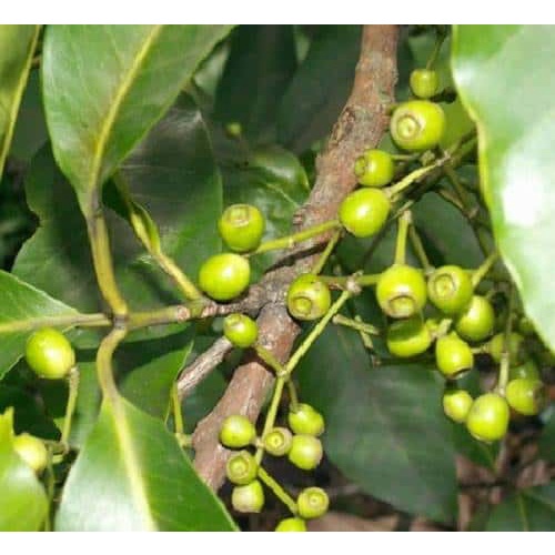 cây lá vối nếp giống