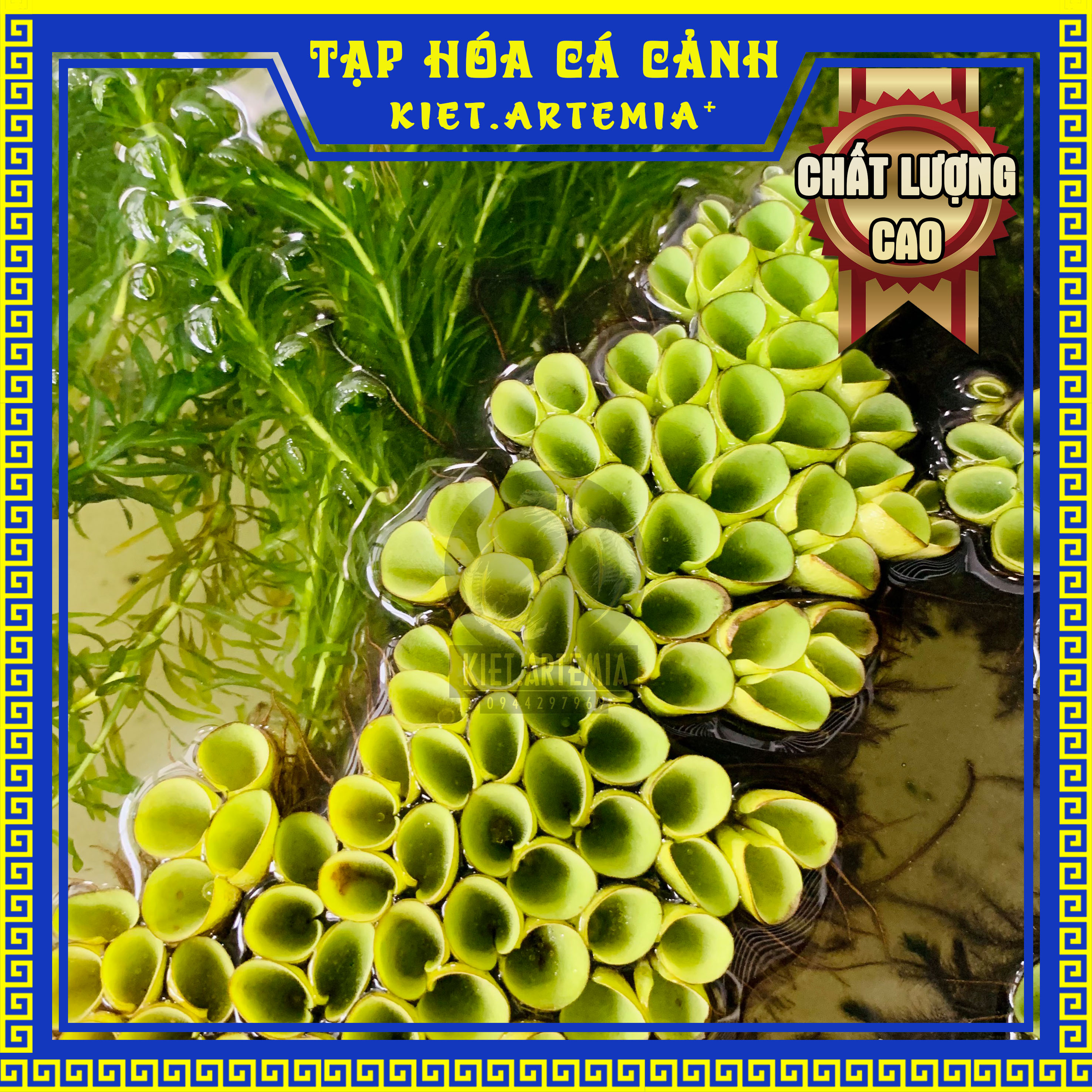 Bèo nhật, cây thủy sinh, cây thủy sinh hồ cá, trang trí bể cá