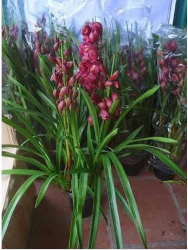 Củ giống hoa địa lan santo hoa tím - 1 củ