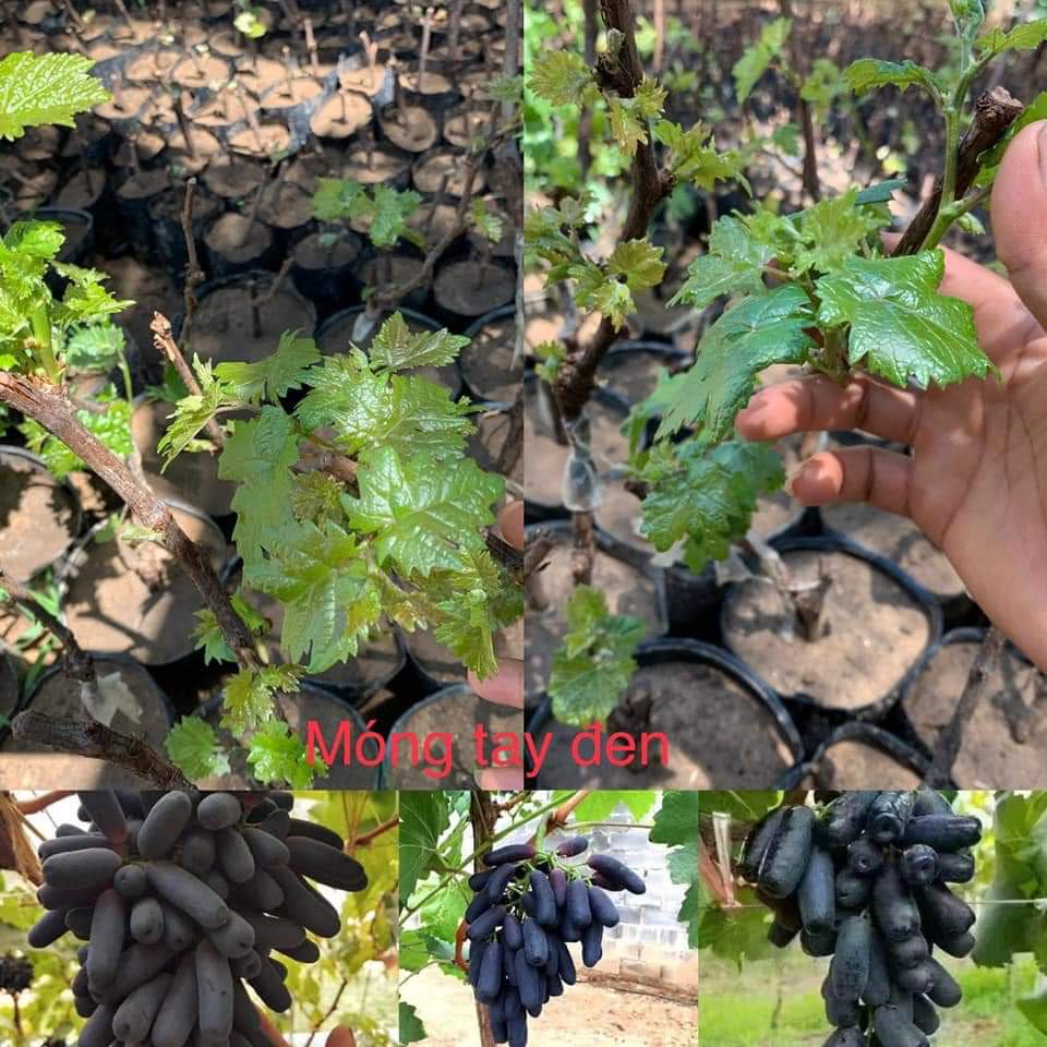 CÂY GIỐNG NHO NGÓN TAY MỸ ĐEN KHÔNG HẠT
