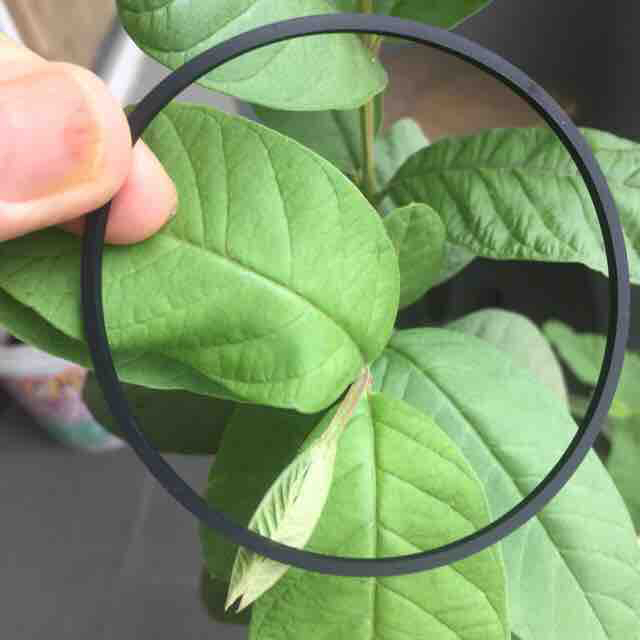 [HCM]dây curoa nôi điện Long Hưng - (bản vuông)