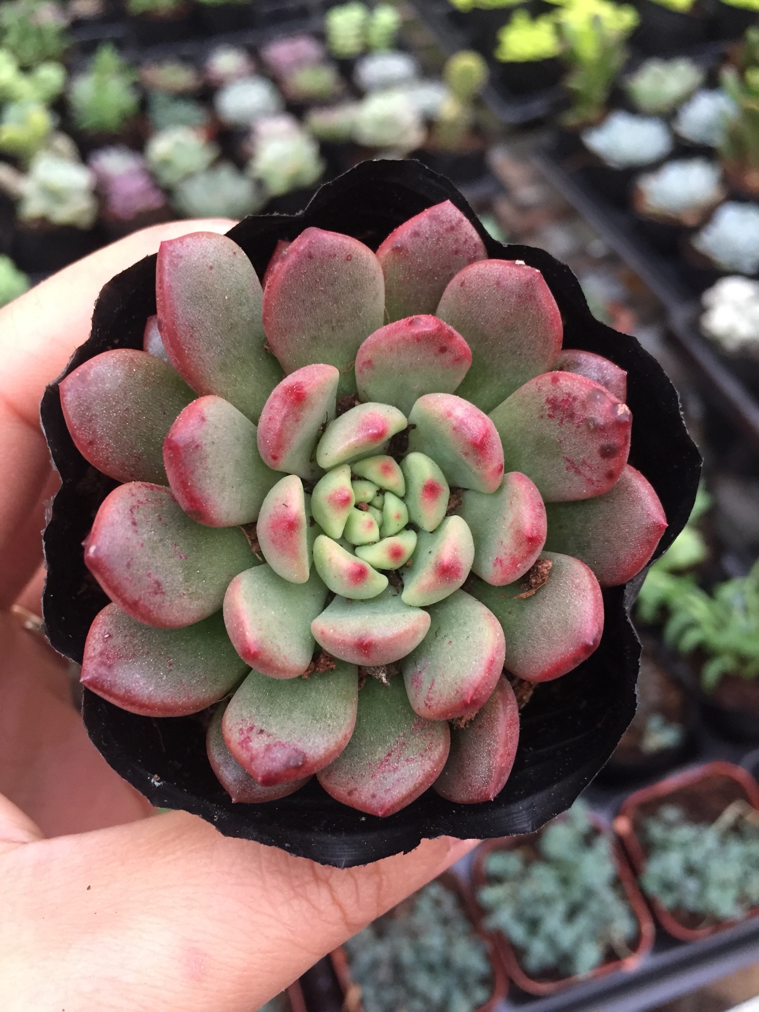 Sen Đá Rubi Đỏ size bầu