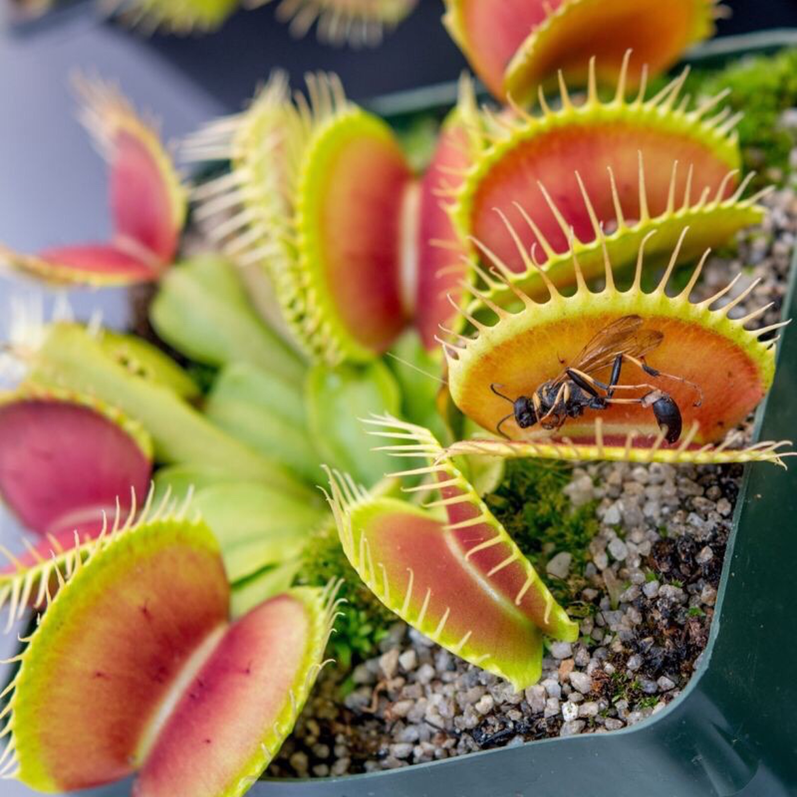 Cây bẫy mồi bẫy kẹp , bắt ruồi Venus Flytrap dòng G16