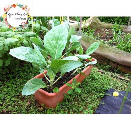 Hạt Giống Cải Rổ - Gói 5 Gram