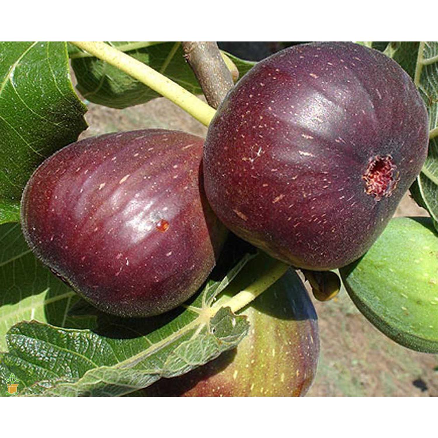 COM BO 20 GÓI HẠT SUNG MỸ - SUNG NGỌT ( GÓI 20 HẠT )