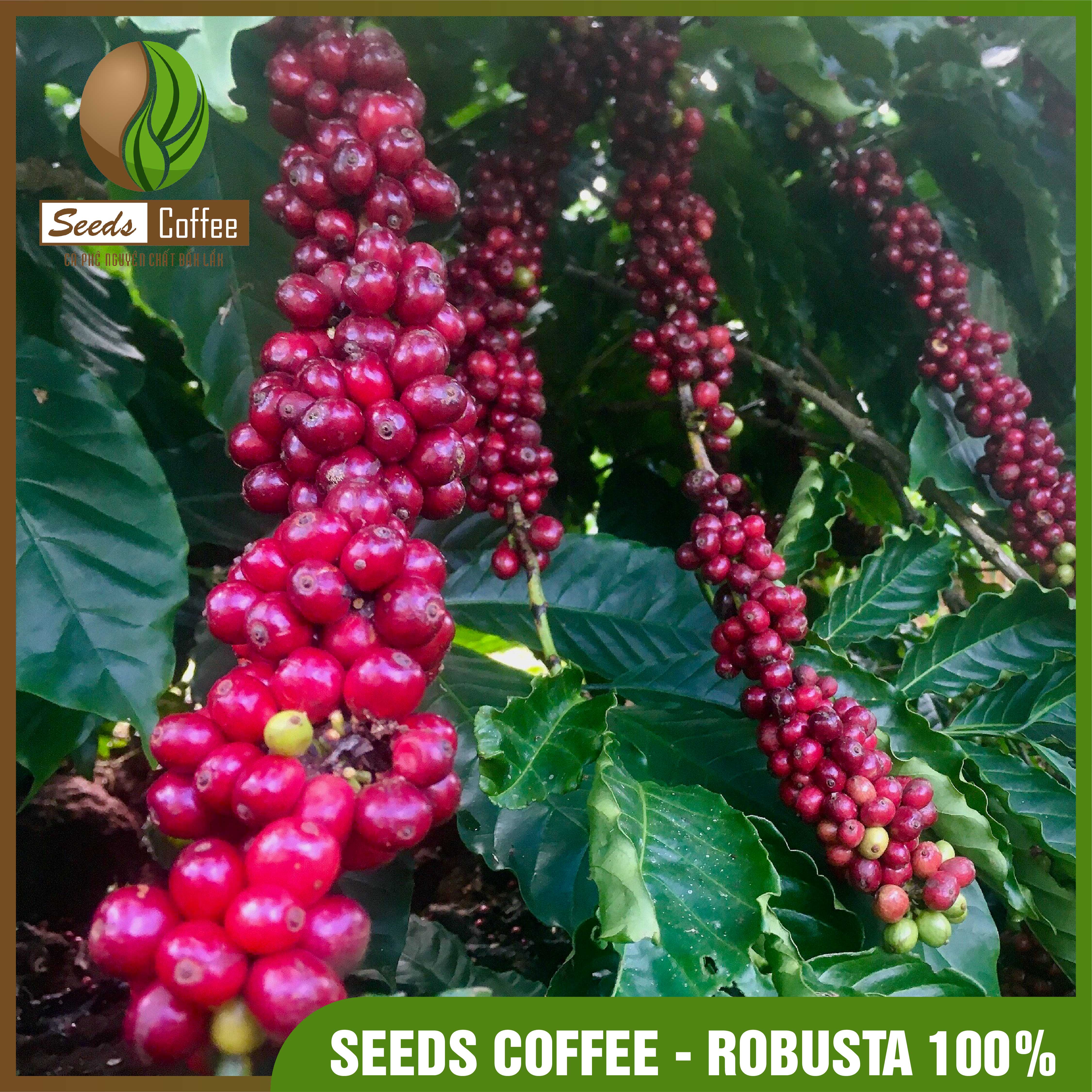 Cà phê rang xay nguyên chất Đắk Lắk Robusta
