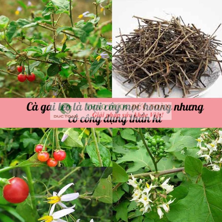 Cà Gai Leo Khô [Giá sỉ] túi 1Kg