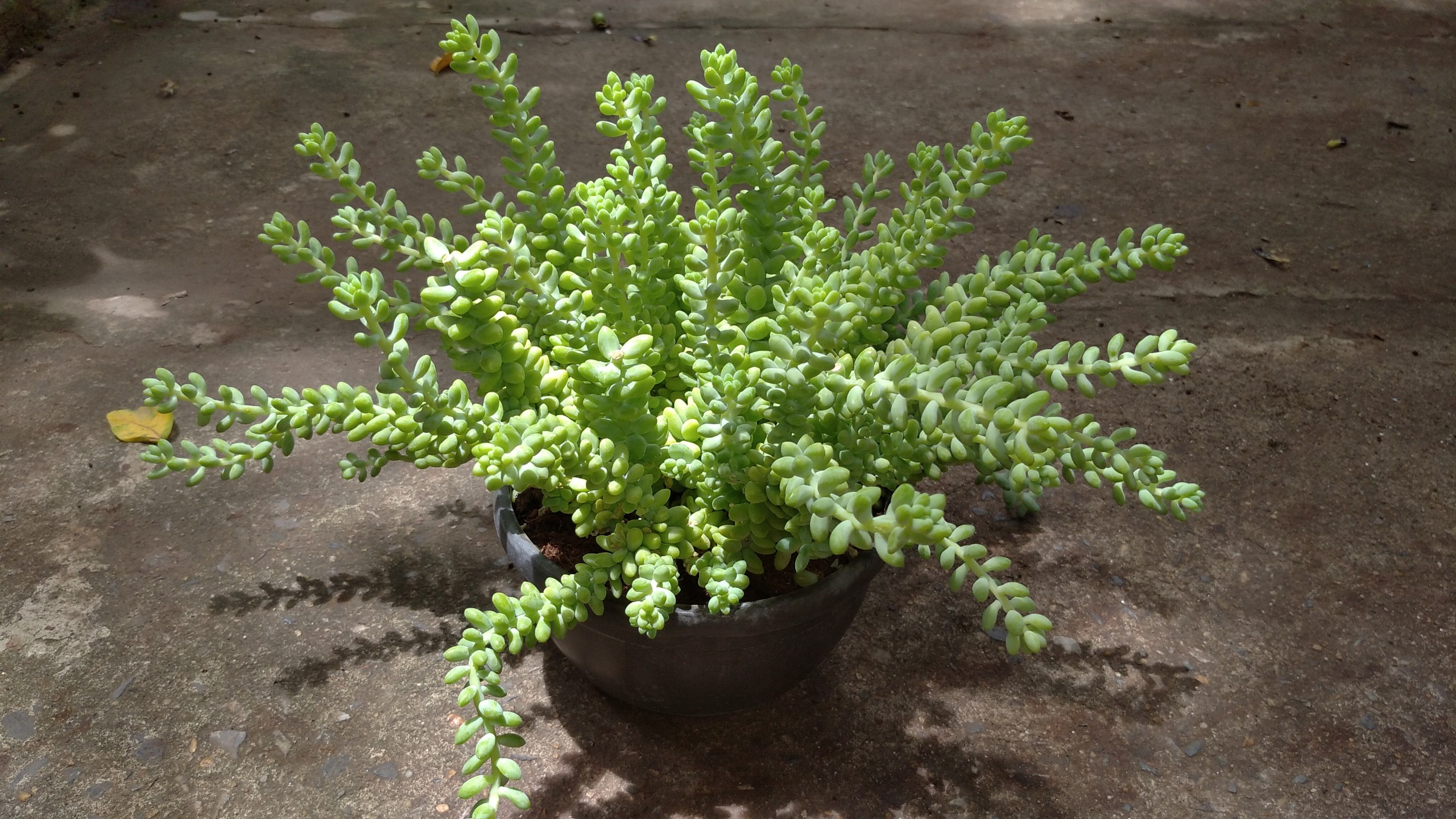 Sen đá chuỗi ngọc bụi lớn