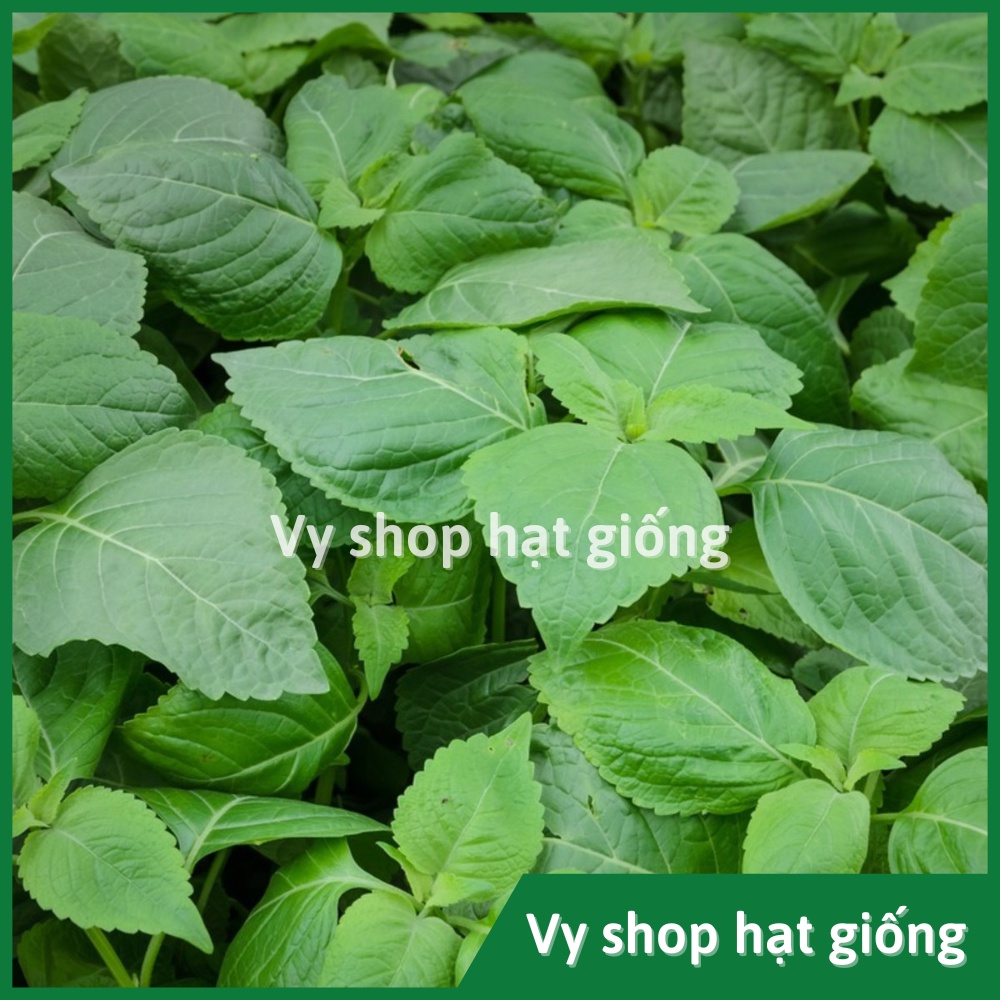 Hạt giống húng quế tây (tree basil) Thái Lan gói 30 hạt