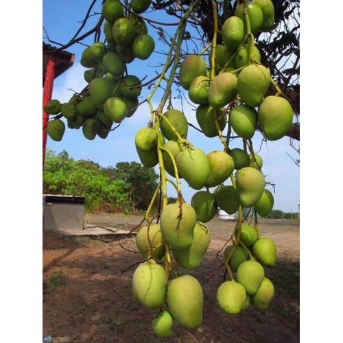 Cây giống xoài cơm vàng