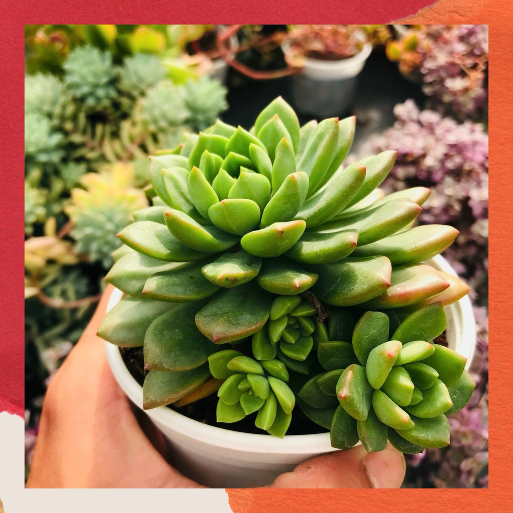 SEN ĐÁ MẶT TRỜI SIZE TRUNG BÌNH LỖI 1 ĐỔI 1 SIÊU CUTE