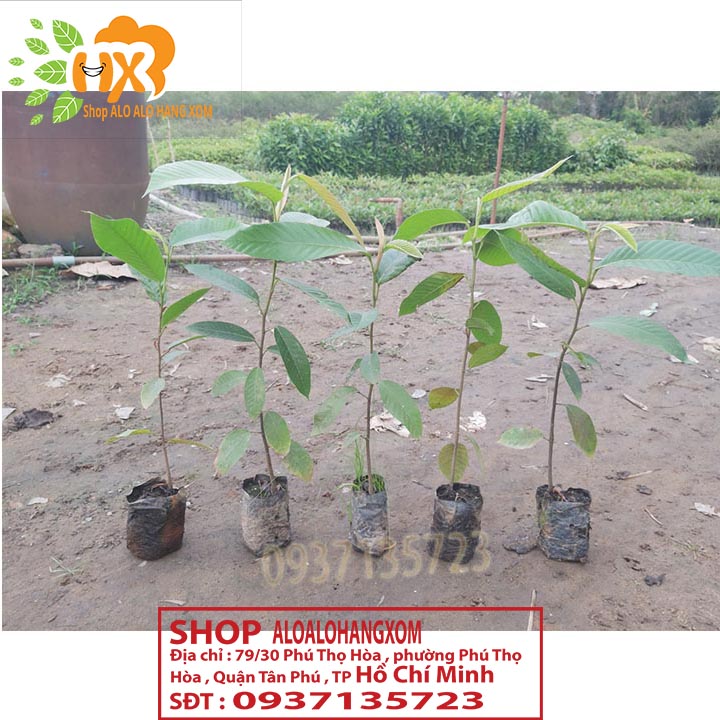 [HCM]COMBO 5 CÂY DẦU -CÂY GIỐNG