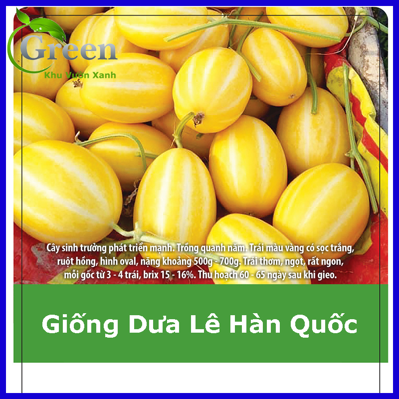Hạt giống dưa lê hàn quốc vỏ vàng lai