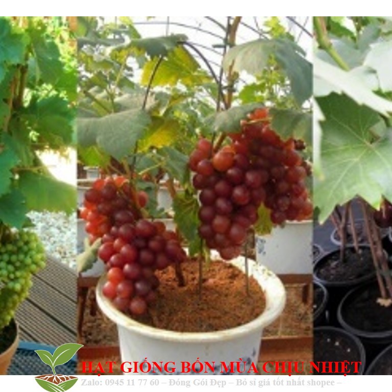 MJ173 Hạt giống Nho pháp (10 hạt)