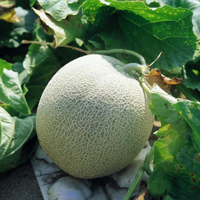 Hạt giống dưa lưới xanh